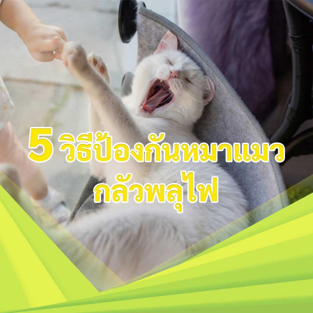 5 วิธีป้องกันหมาแมวกลัวพลุไฟ