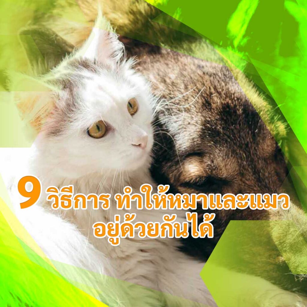 9 วิธีการ ทำให้หมาและแมวอยู่ด้วยกันได้