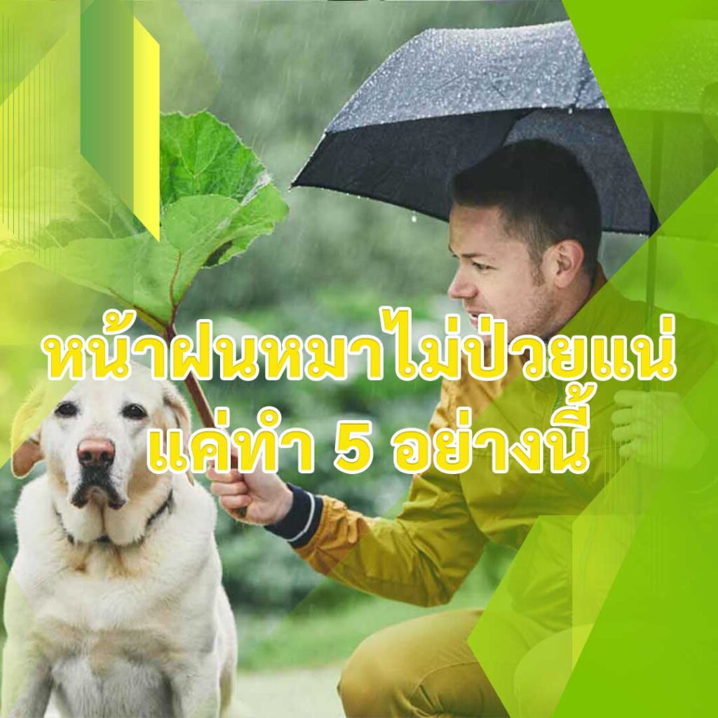 หน้าฝนหมาไม่ป่วยแน่ แค่ทำ 5 อย่างนี้