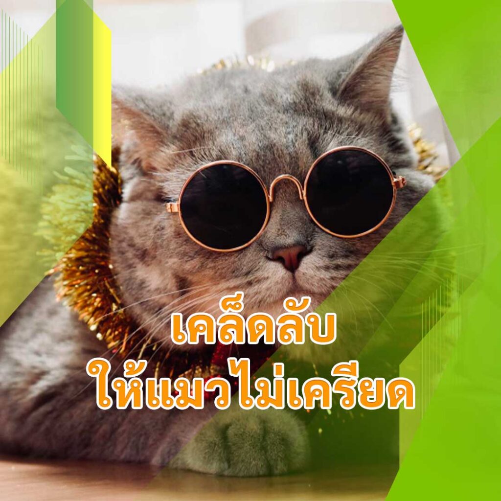 เคล็ดลับให้แมวไม่เครียด