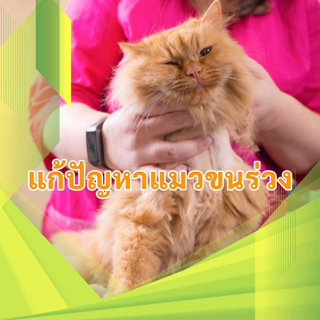 แก้ปัญหาแมวขนร่วง