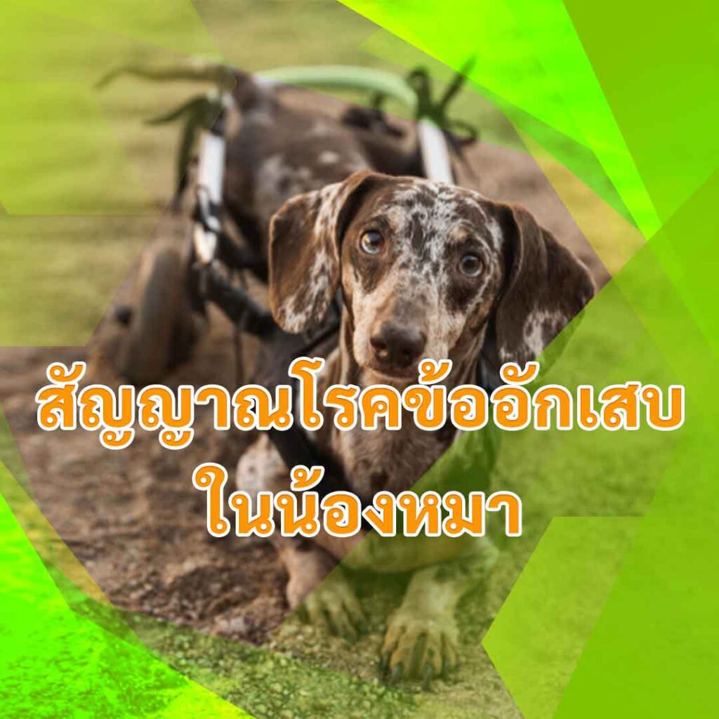 สัญญาณโรคข้ออักเสบในน้องหมา