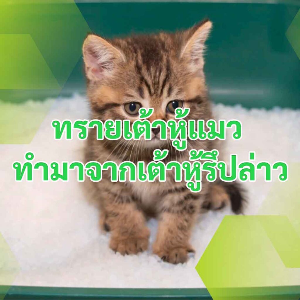 ทรายเต้าหู้แมว